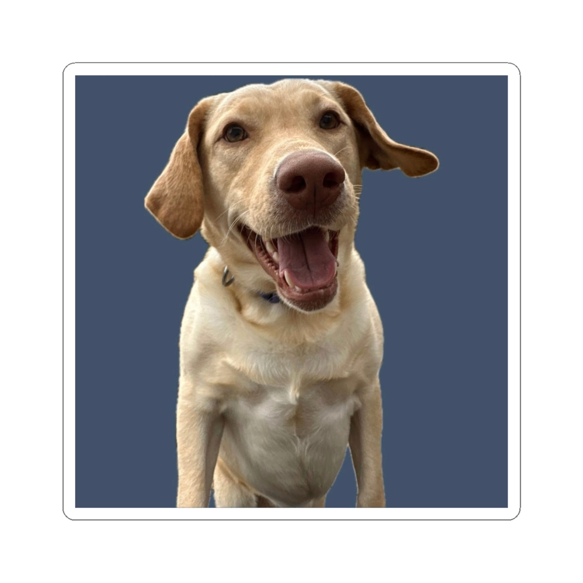 Happy Labrador Kiss-Cut Sticker — Smiling Dog Laptop Decal